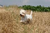 WESTIE 342